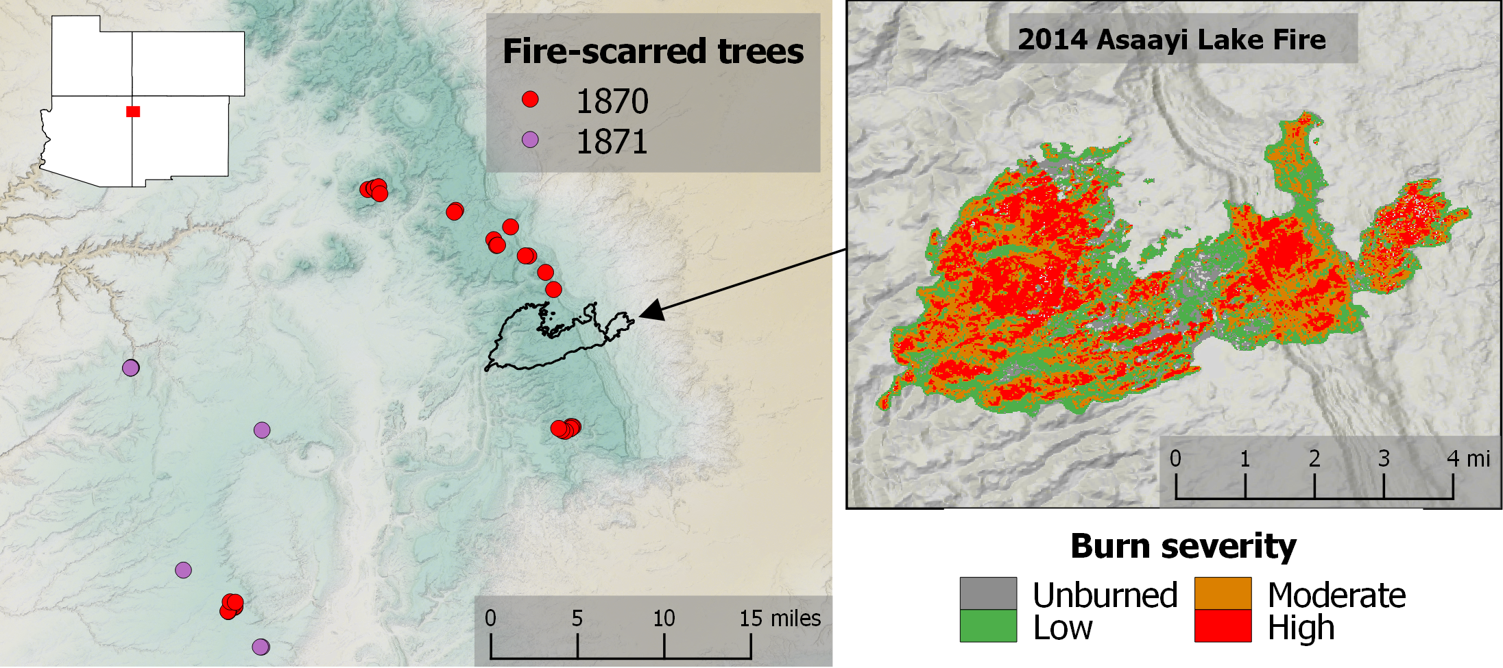 Comparison of historical and modern fire extent. Historical fires were recorded across hundreds of thousands of acres, such as in 1870-1871. These particular years were the last time that Navajo forests experienced landscape-scale fire. The 2014 Asaayi Lake Fire was small by contrast, burning 15,000 acres. The effects of the Asaayi Lake Fire, however, were far more dramatic and killed many more mature trees than the extensive surface fires of the 1870s and other historical fire events.