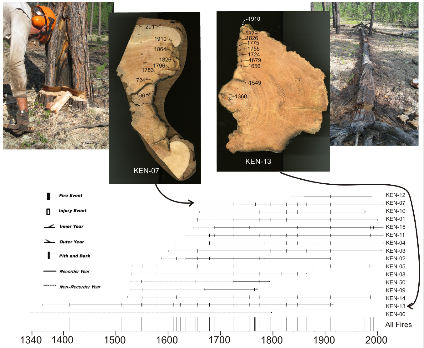 Reconstruction of historical fires from tree rings in Siberia. Partial cross-sections of trees, stumps, and logs contain preserved fire scars that can be precisely dated (top). The fire-scar dates are combined by tree (horizontal lines at bottom) for each site to generate a master chronology of fire activity (tick marks at bottom), providing long-term records of fire regimes. (Credit: Chris Guiterman, unpublished).
