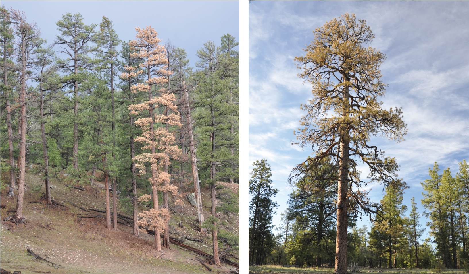 Examples of recent tree mortality. At left, old Ponderosa pines in the Lukachukai area of the Chuska Mountains. Four of the trees shown here died 2006-2016. The red-colored tree at center died in 2015. At right, a 400-year old ponderosa pine on the Defiance Plateau. We dated the tree's germination to 1613, and it died in 2015. The following year it was cut by local tribal members for fuelwood. Photo credit: C. Guiterman.